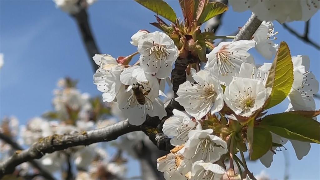 空氣潮濕沒出來「嗡嗡嗡」　怕蜜蜂餓死　加州蜂農趕緊餵糖漿