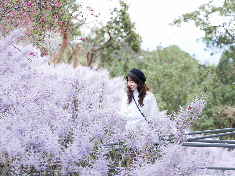 中台灣4大麝香木景點大比拚!粉紫花海巨龍引爆夢幻打卡話題