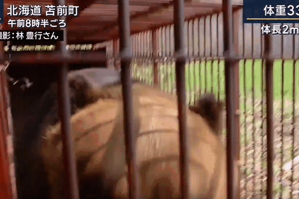 北海道驚見「215公分、330公斤巨熊」！資深獵人都嚇傻：從來沒看過