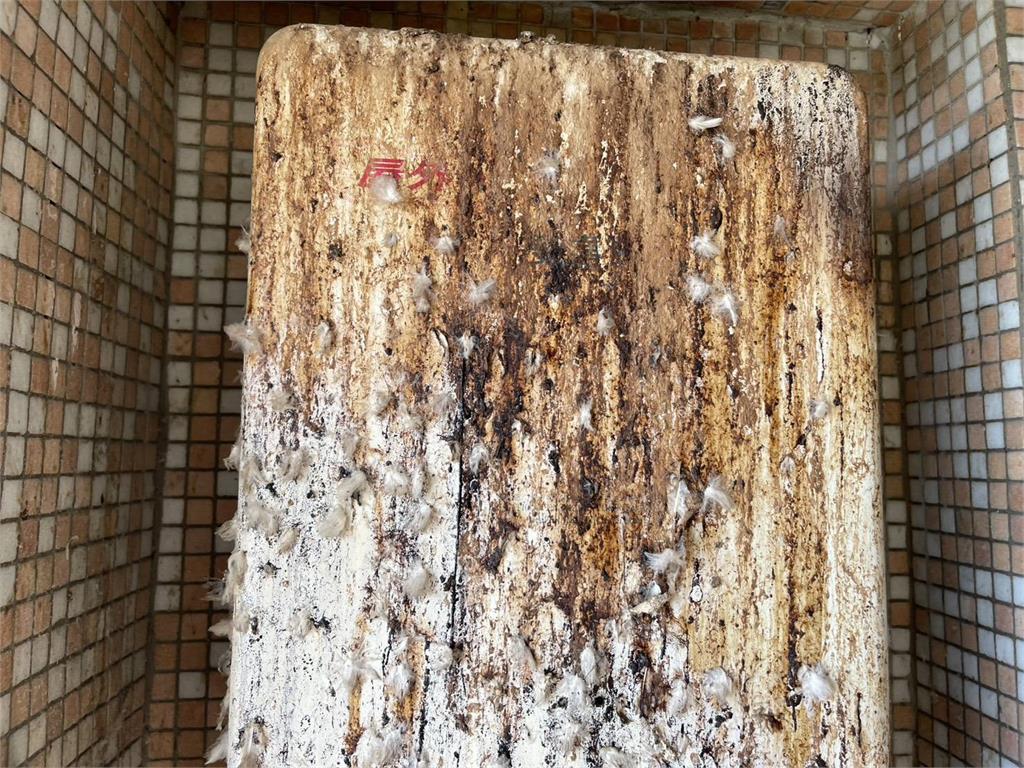 快新聞／離奇！鳥糞太多釀禍？　彰化住戶開熱水器「下秒竟燒起來...」