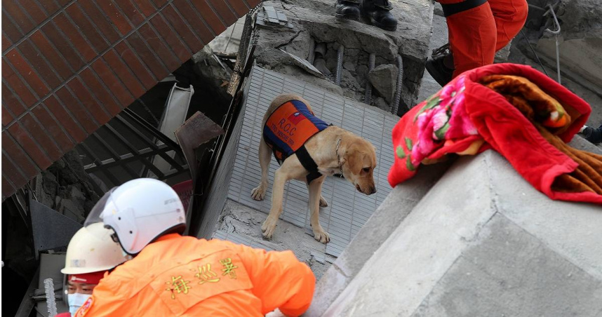 搜救犬水很深1／搜救犬教父怒揭黑幕！　台南震災險誤黃金救援