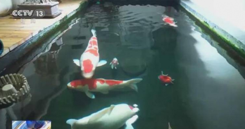 男將地下室改成大魚池!樓上鄰居長期失眠 被錦鯉「整瘋」結局出爐
