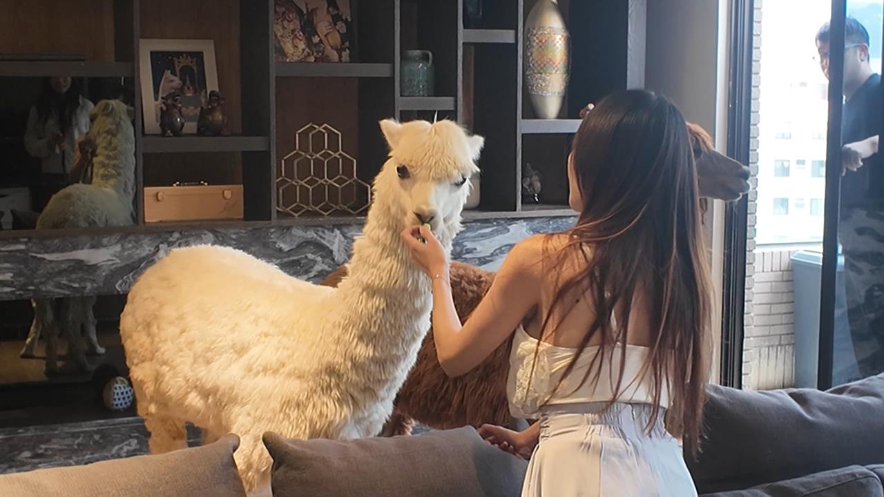 寵物羊駝年收破千萬! 王宥忻再打造二手公益店