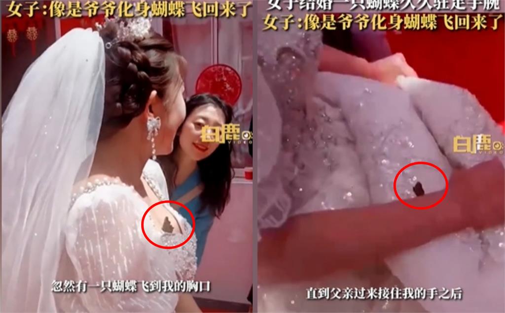 化成蝶也要來看你…蝴蝶「牽」新娘走紅毯　她鼻酸：阿公送我出嫁了