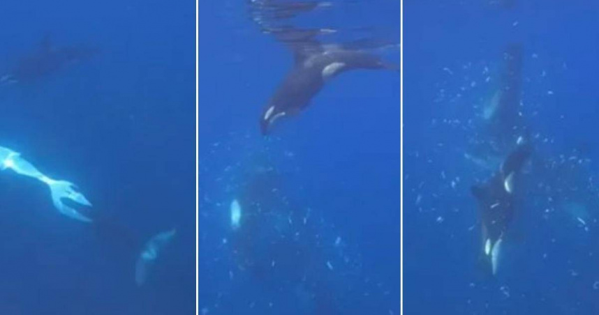 虎鯨高速猛撞！1800公斤翻車魚瞬間「爆開」　科學家首次拍下