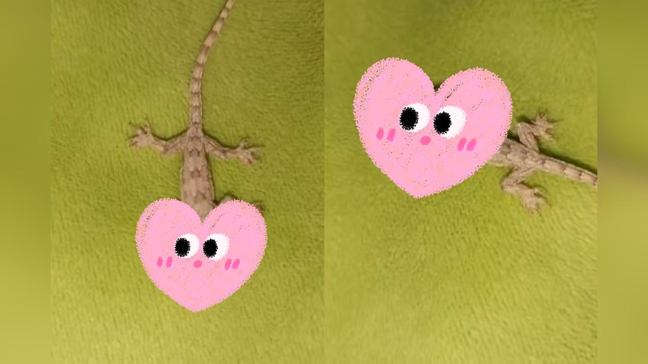 泰驚現詭異「雙頭壁虎」女嚇傻PO網求助　專家解釋真相其實超殘酷！