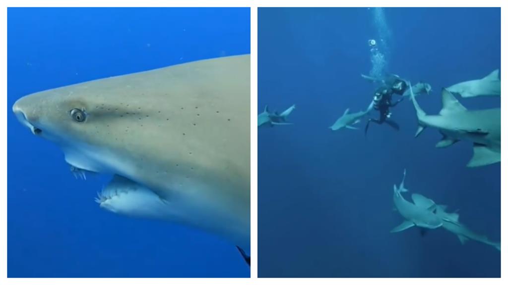 潛水員「海底外送」遭10多隻鯊魚包圍　牠1舉動融化全網：太可愛