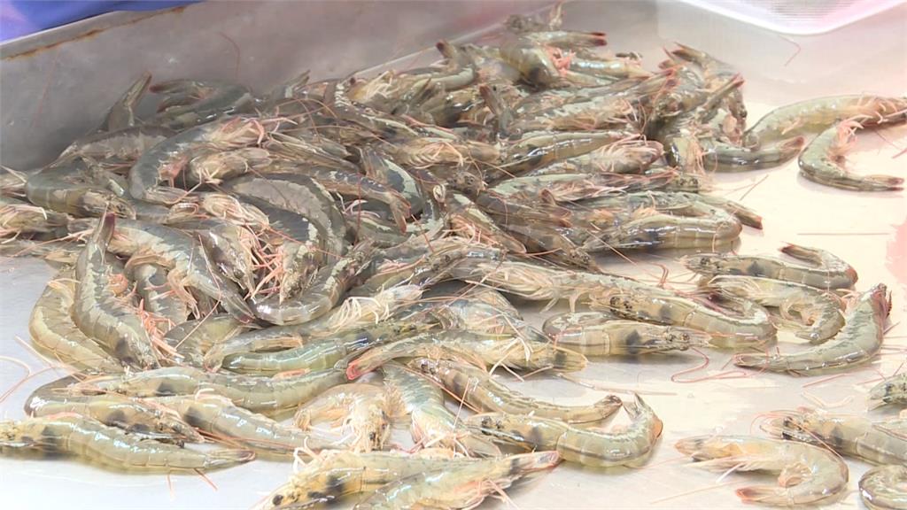 氣候暖和、養殖技術進步 台東白蝦產量增
