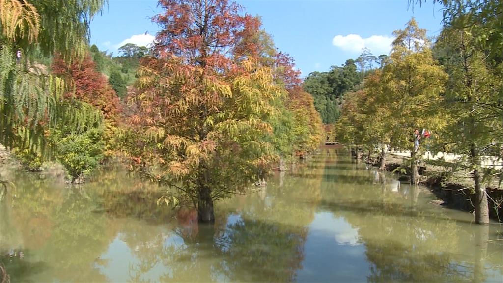 「三灣落羽松」打卡夯！水田倒映紅葉美翻