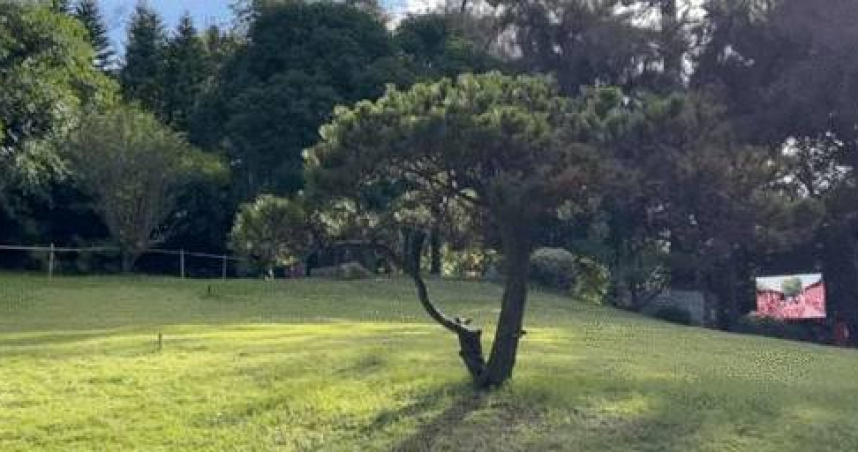 1棵破300萬！公園被檢舉採購「天價樹」　現況曝光：好幾棵已死亡