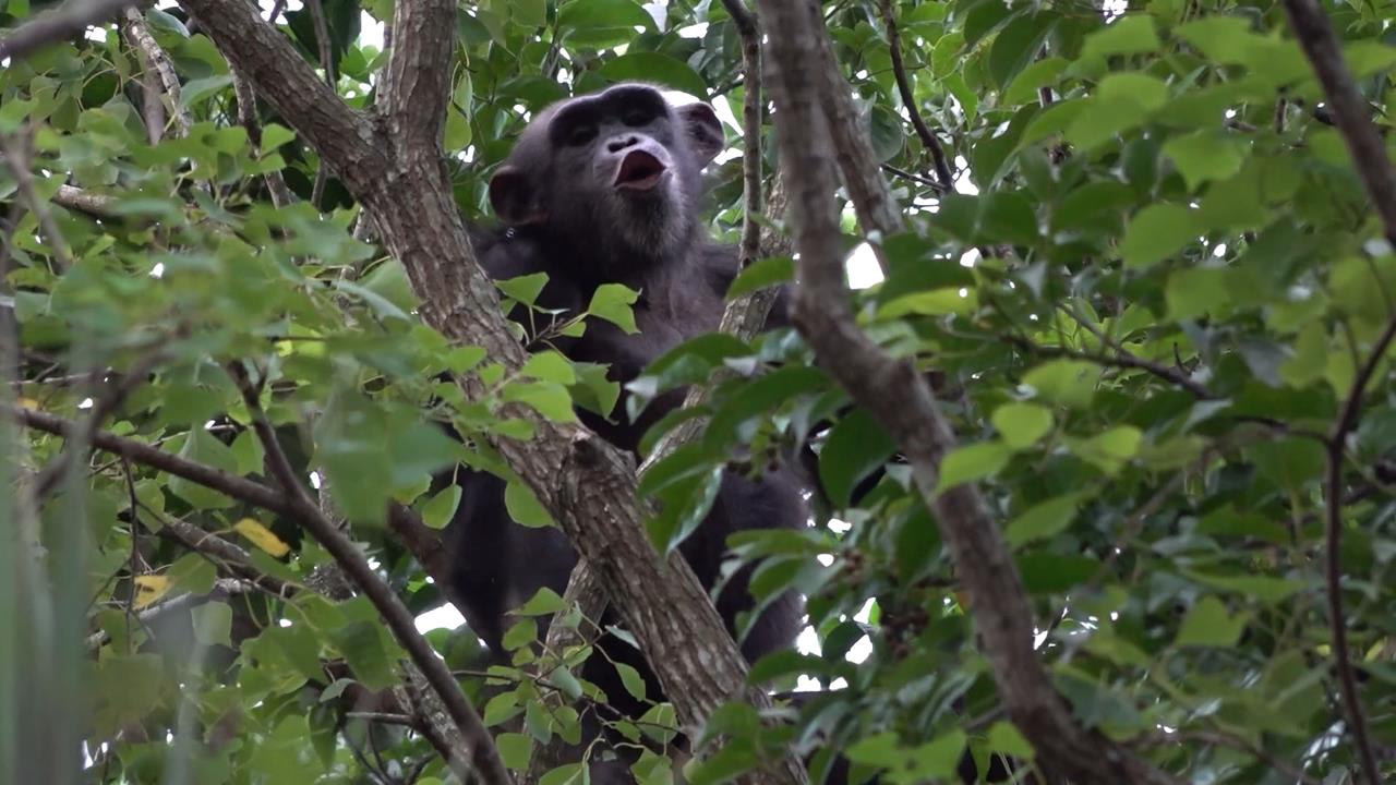 台北市立動物園2猩猩脫逃！　闖長頸鹿區1小時落網