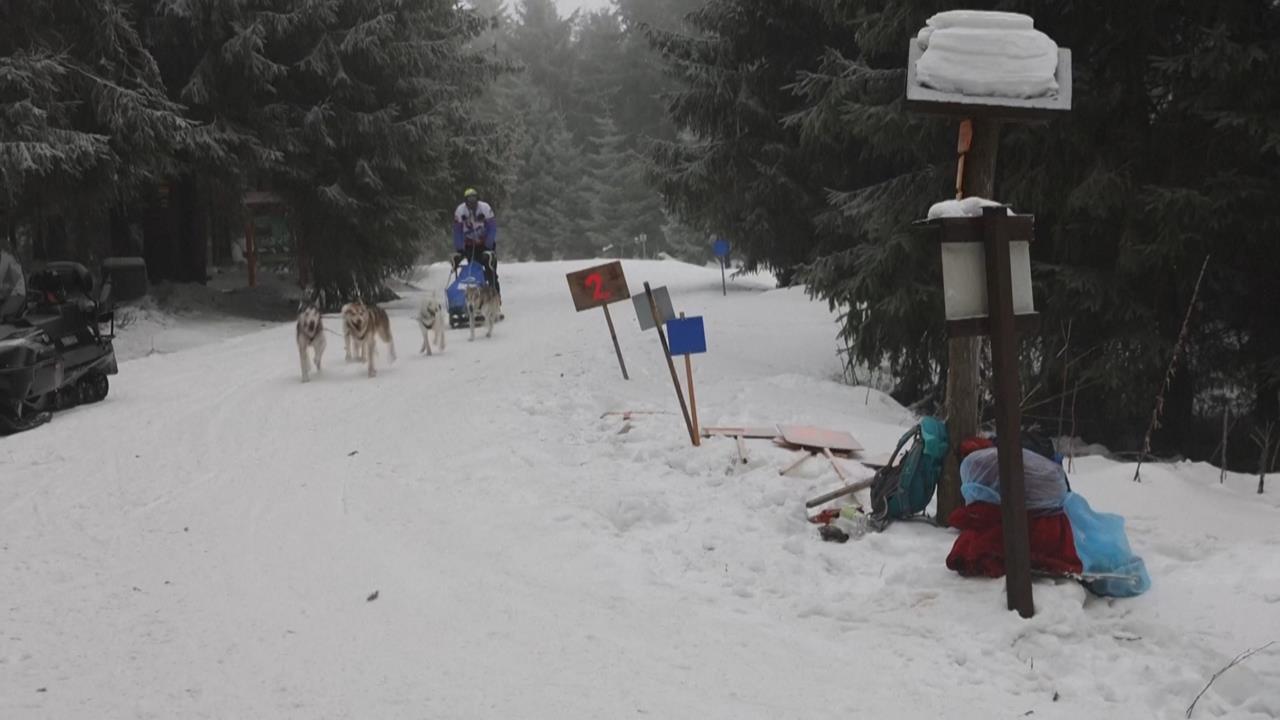 歐洲最具挑戰性雪橇比塞　捷克「狗拉雪橇賽」橫跨數百公里