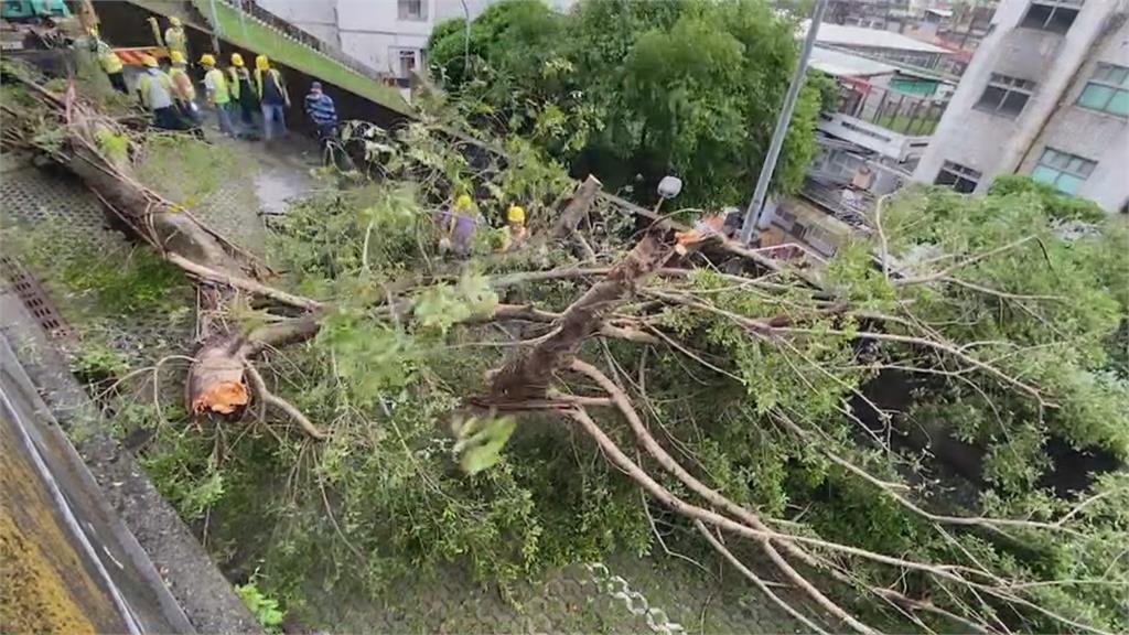 「圓規」外圍環流颳強風　基隆老榕樹應聲倒在路中央