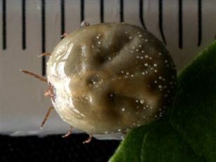 野外恐怖危機！蜱蟲易帶傳染病源　「蜱蟲病」最高3成致死率