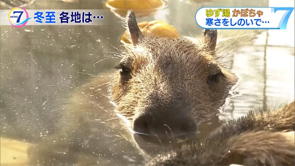 日本泡湯迎新年！那須動物園為水豚準備柚子浴