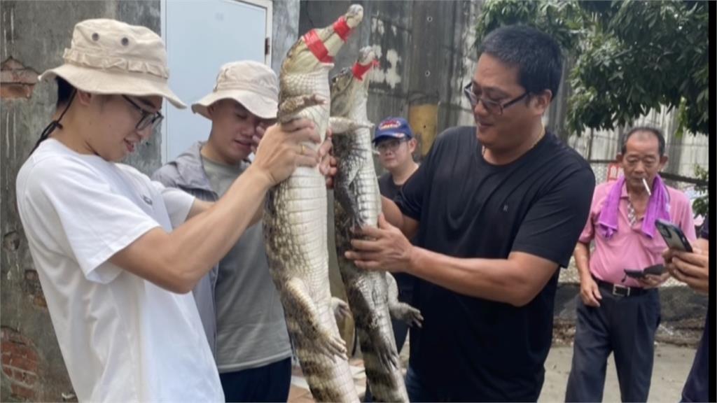彰化最狂釣魚場！　老闆引進四隻「凱門鱷魚」