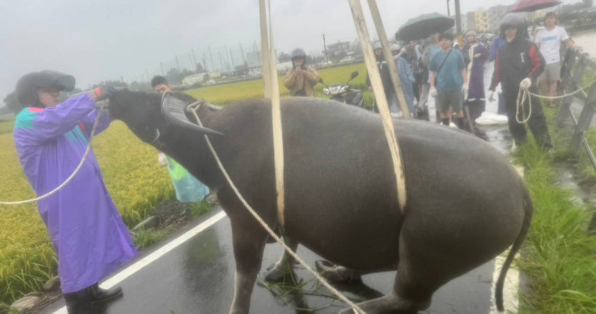竹北豆子埔溪受困牛牛救起了　吊車出動吊掛成功