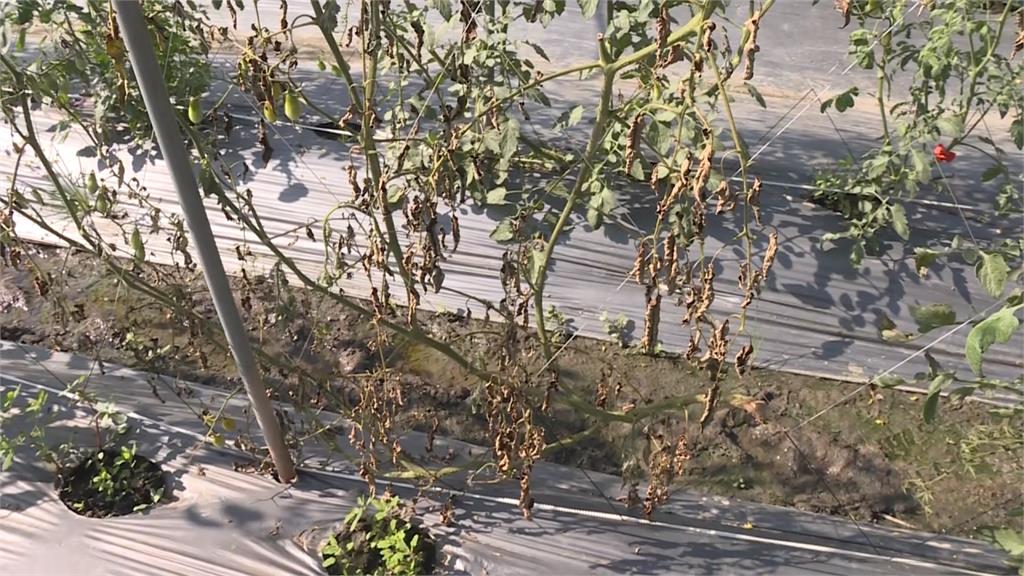 高雄小番茄瘋欉損失慘　農友11/11起可申請現金救助