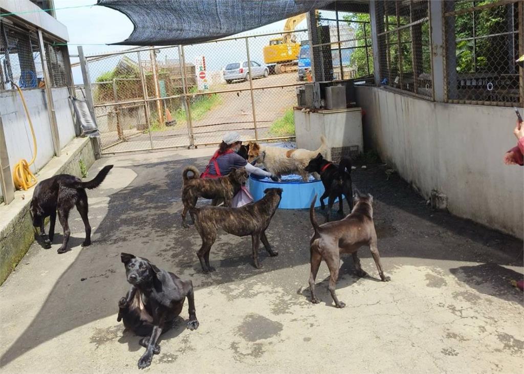 志工陪狗狗打水戰　新北動物之家守護毛寶貝消暑