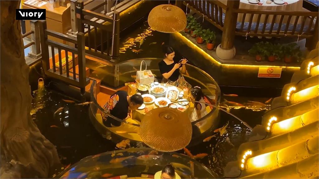 最受歡迎觀賞魚！　中餐廳推「錦鯉用餐區」