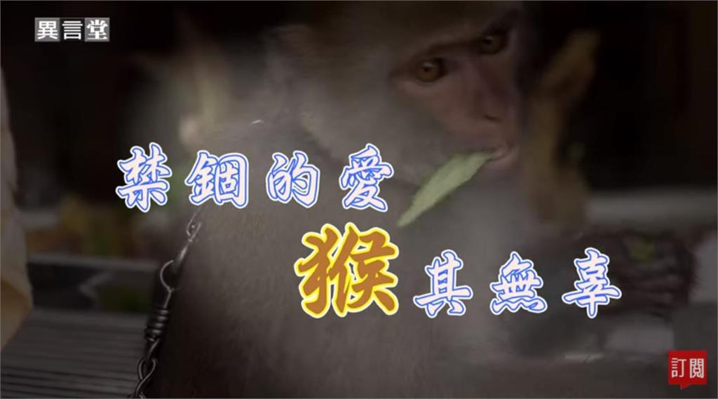 異言堂／台灣獼猴從保育類除名 為什麼私養情況愈來愈盛？