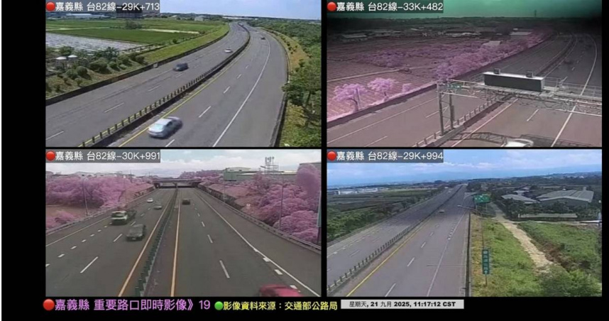 9月櫻花開?嘉義快速道路「一片粉紅」 公路局解釋了