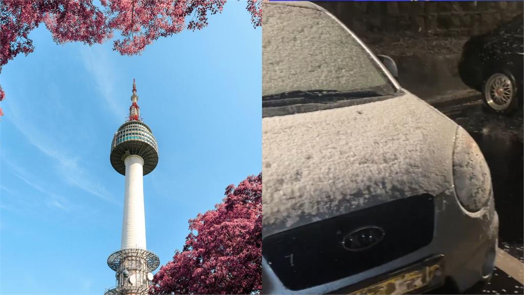 南韓118年來首次降「4月雪」與櫻花齊放罕見畫面曝！網嗨翻：好浪漫