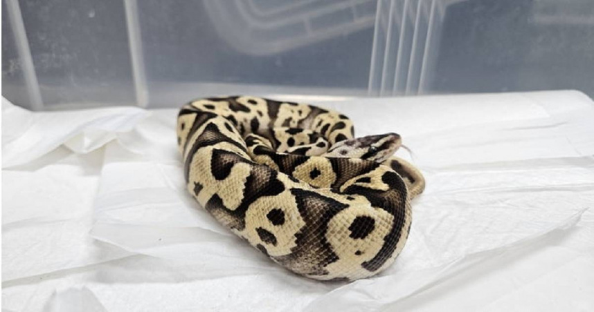 首爾地鐵廁所發現2條蛇遭棄養　專家細看嚇一跳：瀕危物種