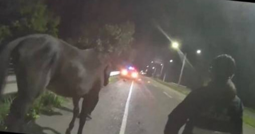 黑馬夜闖馬路「散步討拍」！見女警秒變溫馴　 飼主挨罰急認領