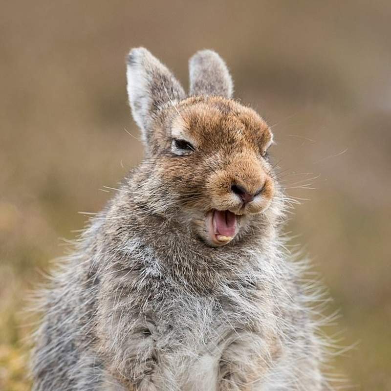 你知道《偷拍兔子》兔子會有什麼反應？就讓這隻兔子好好「告訴」你w