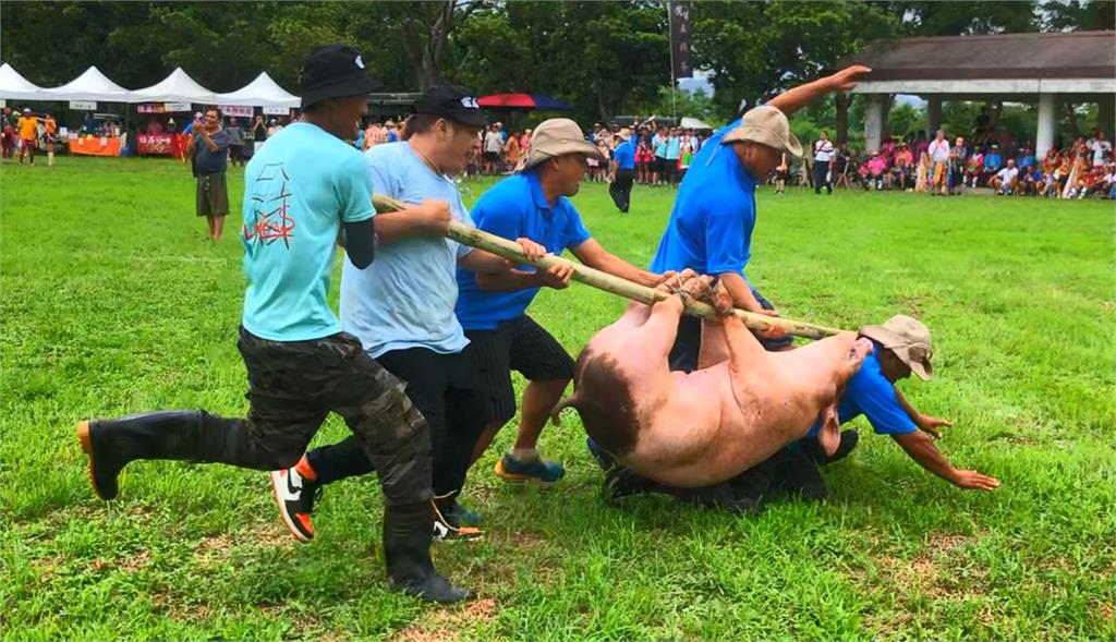 台東關山阿美族聯合豐年祭　抓豬競、.千人大會舞熱鬧展開
