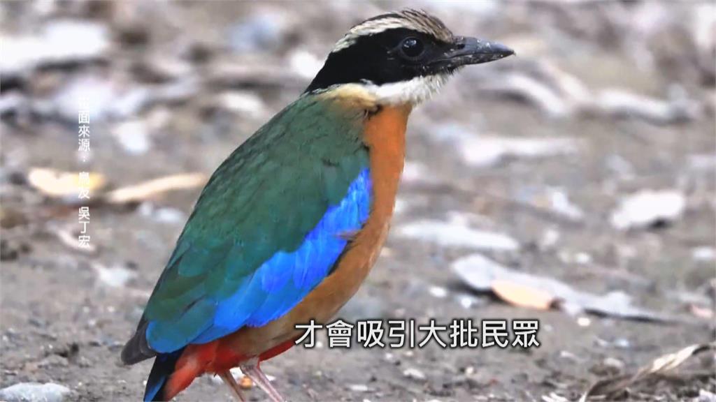 罕見過境台灣！　藍翅八色鳥現身高雄引騷動