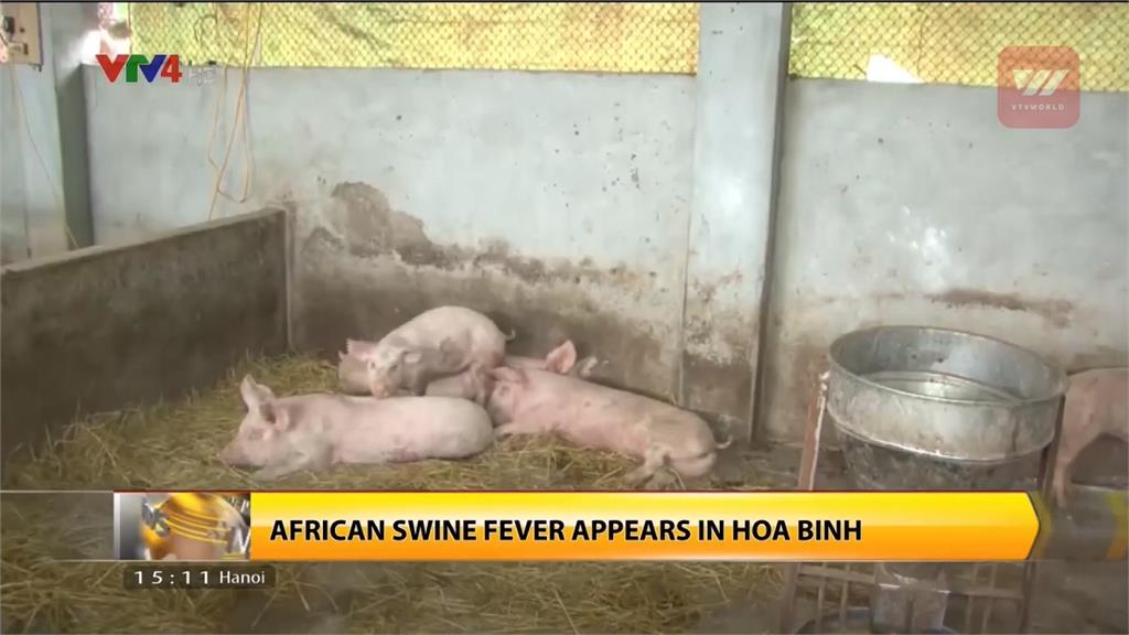 越南非洲豬瘟快速蔓延 9個省市已淪疫區