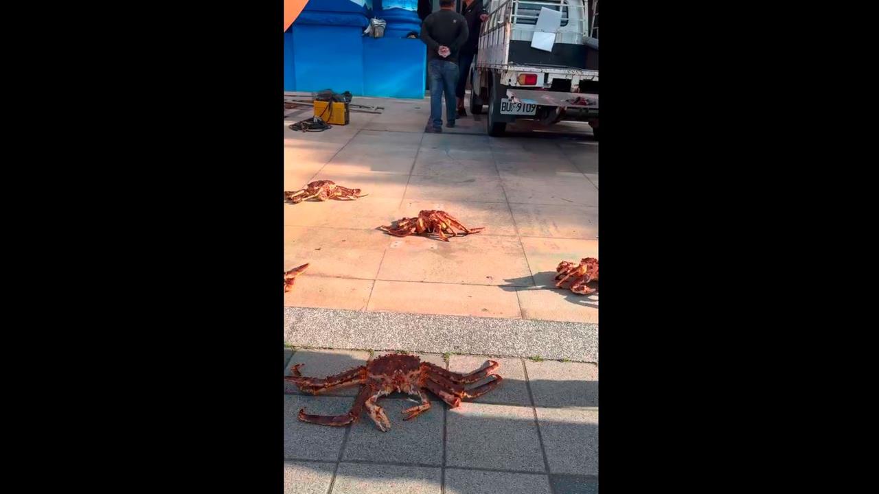 成群帝王蟹趴趴走! 民眾巧遇PO網問:剛有海嘯嗎?