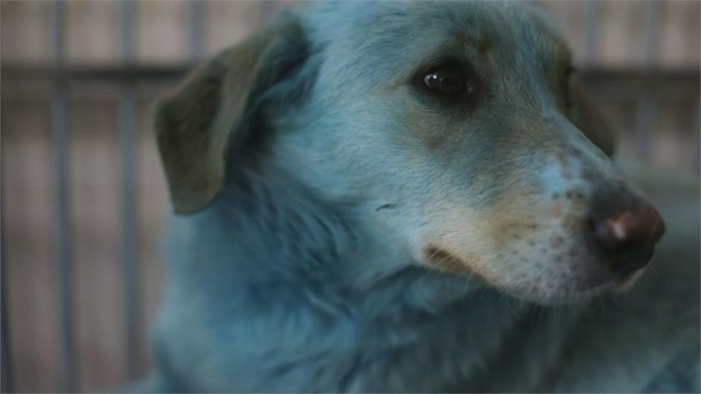 整隻狗變藍色！ 俄西部工業城市驚見「藍狗」