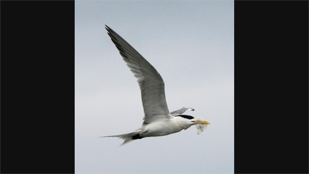 正值鳳頭燕鷗繁殖期　鳥友驚見遭塑膠盒卡嘴