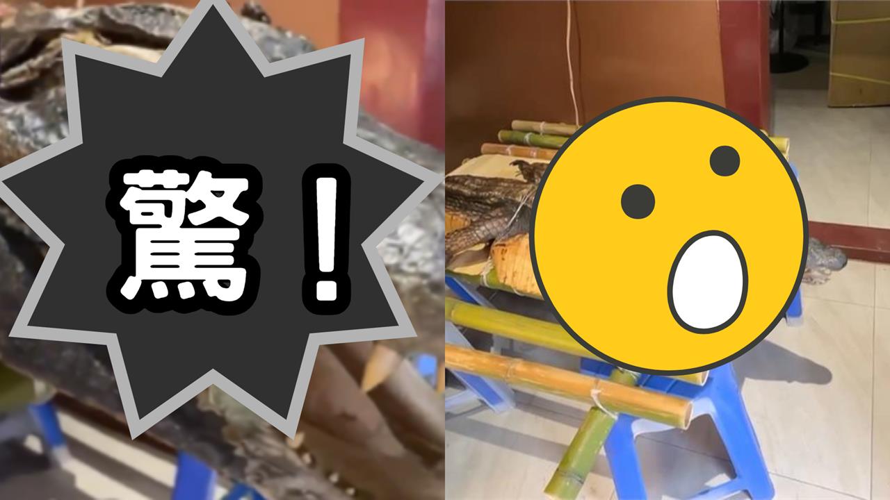 屏東廟會供桌驚見「一整隻鱷魚」信眾嚇傻!宮主曝價格:拜完炒三杯吃