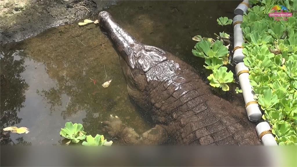 遊客把鱷魚池當許願池？　鱷魚背上冒零錢硬幣