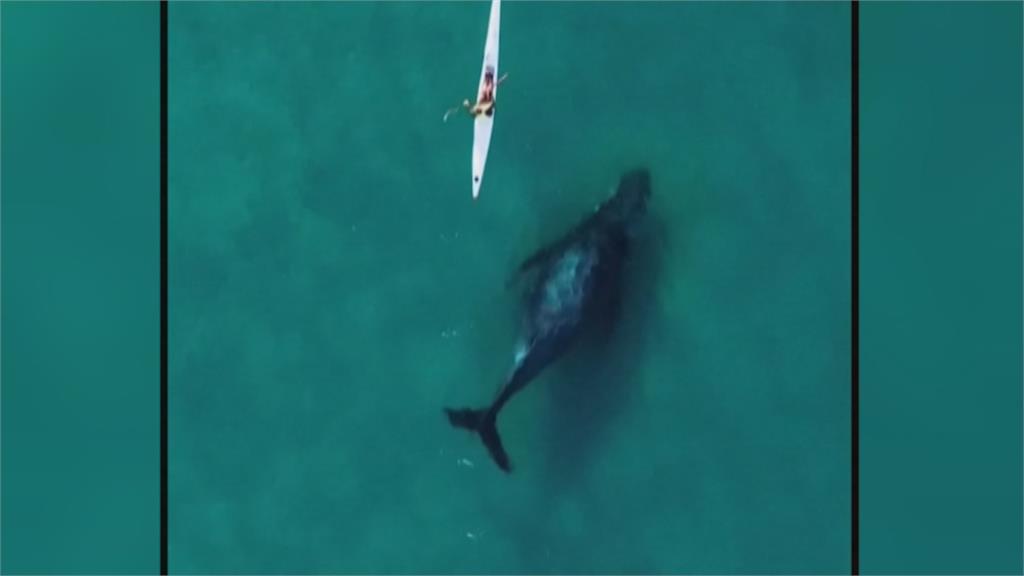 雪梨邦迪海灘附近驚見這景象驚呼　目擊者：座頭鯨伴遊獨木舟