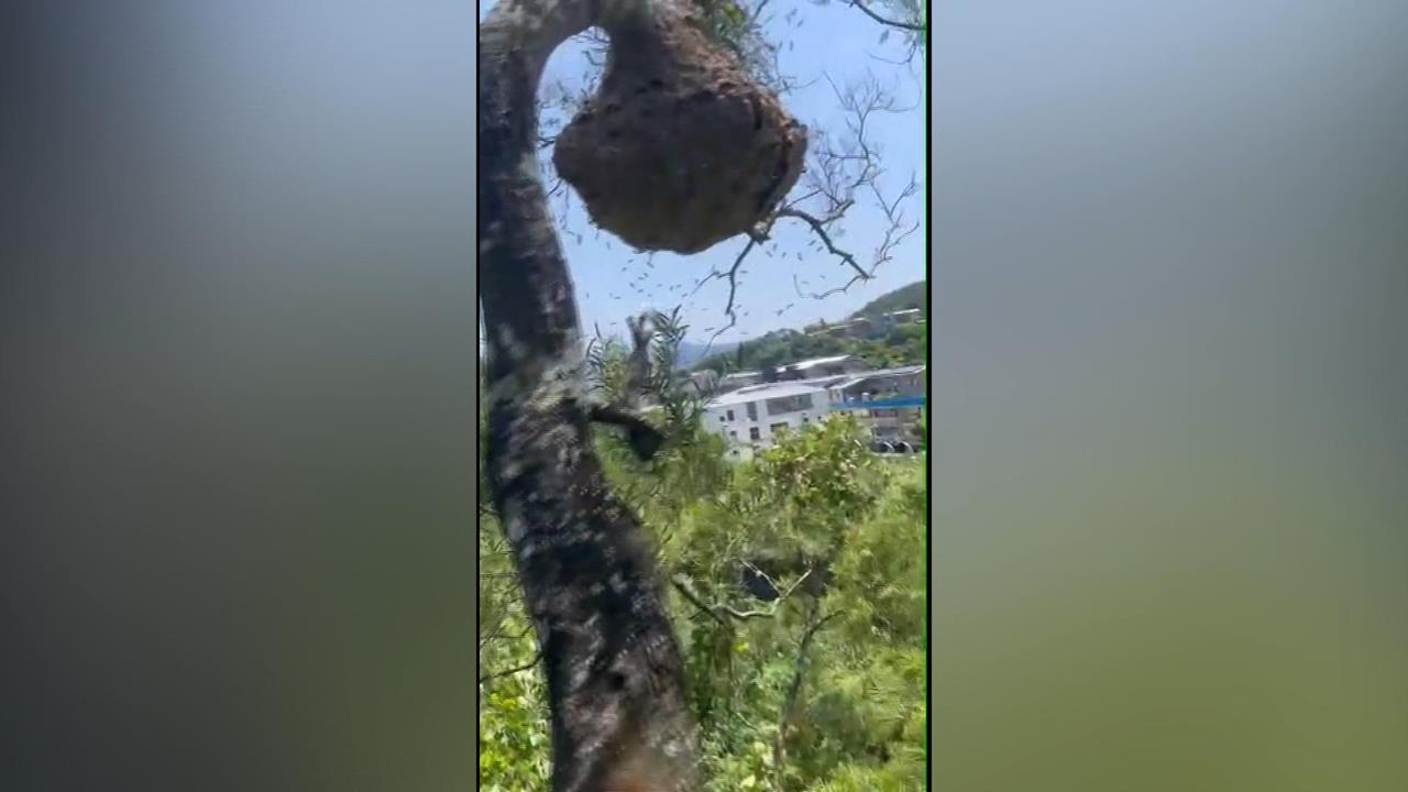 新北通報虎頭蜂攻擊近4千起　台大推警示系統避險