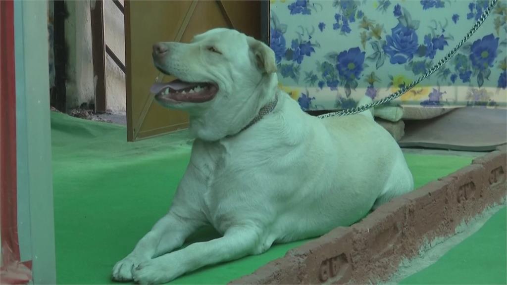印度「狗狗餐廳」　特製蛋糕為毛孩開生日趴