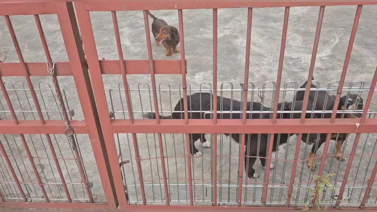 快新聞/好殘忍!苗栗犬舍9成毛小孩遭剪聲帶 動防所怒了