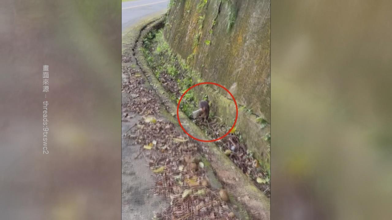 苗栗縣道126線山羌悲歌! 「嘴套寶特瓶」活活卡死