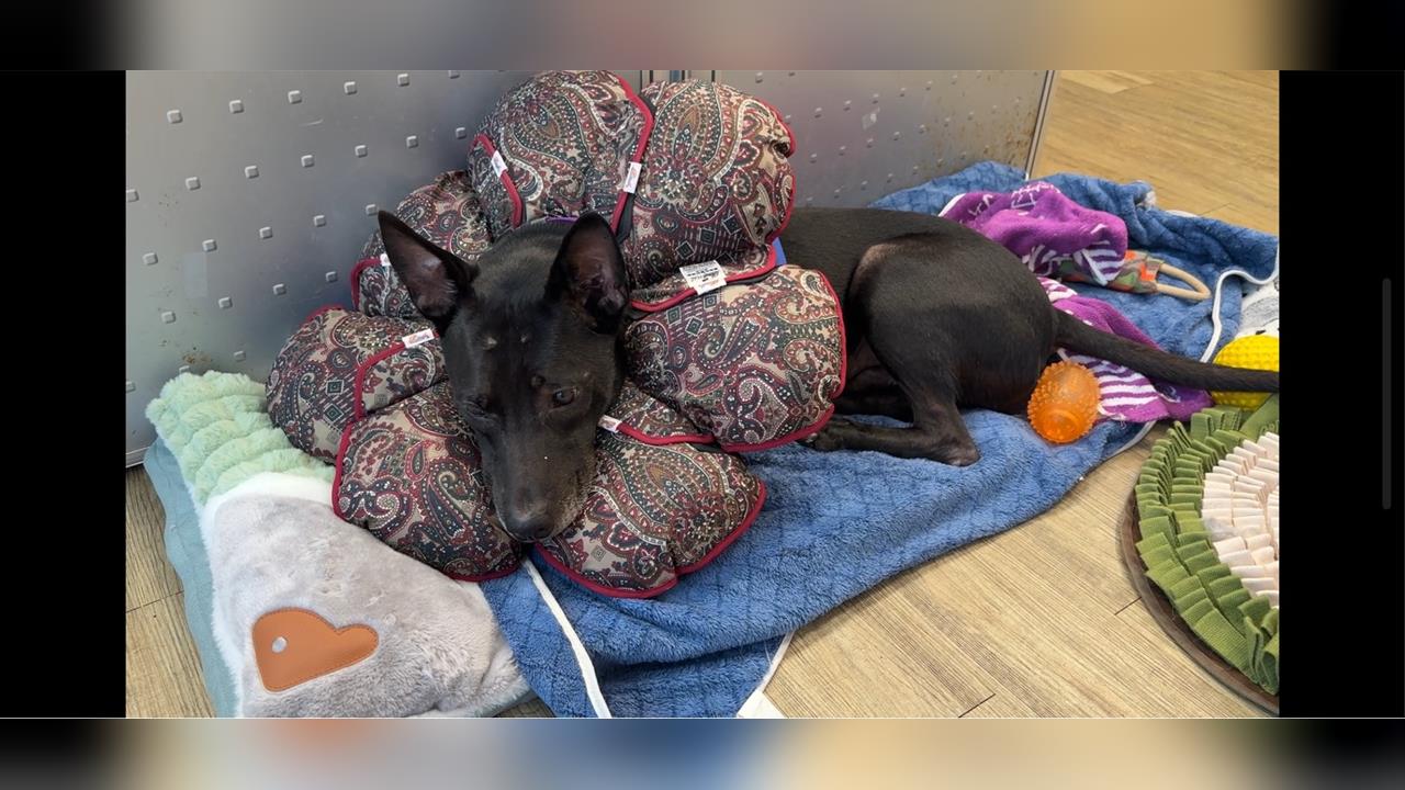 淡水狗明星「流氓」因展演遭沒入 原飼主喊冤盼撤銷處分