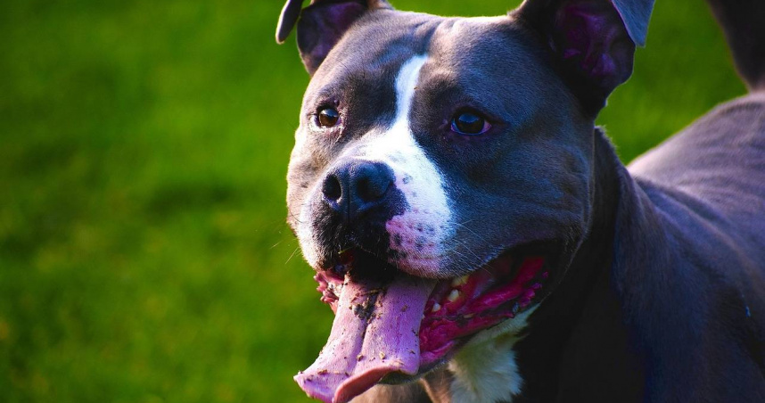 飼主慘死愛犬口中！比特犬撕咬不放　鄰居刀斷人亡