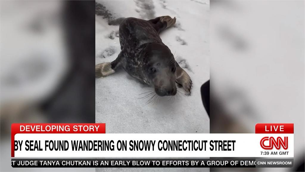 美國小海豹雪地裡迷路　紐西蘭少年與大白鯊驚險對峙