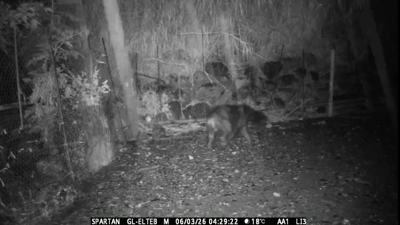 熊出沒注意! 黑熊再侵擾清水部落「吃光12隻雞」