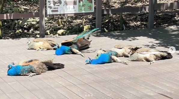 集體暴斃？動物園孔雀全倒地　遊客急通報......真相曝光