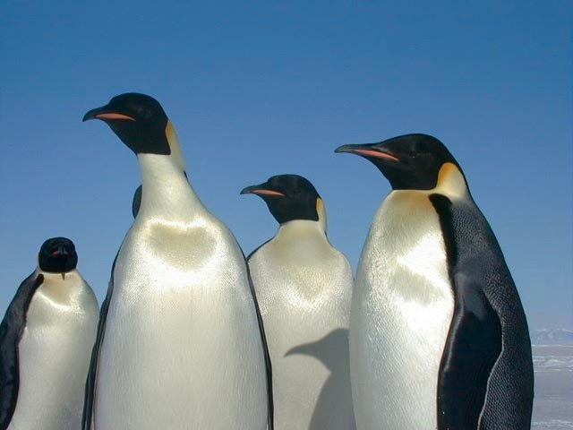 全球暖化海冰消融　皇帝企鵝2100年前恐瀕臨滅絕