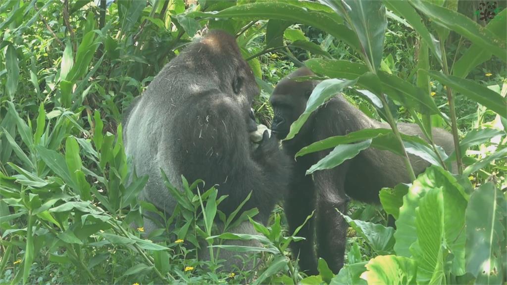 北市動物園過中秋3隻金剛猩猩入境隨俗吃柚子